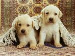 dog_061