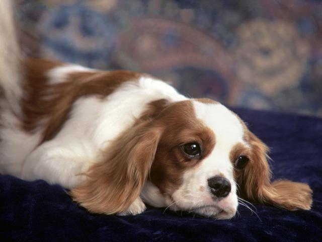 dog_074