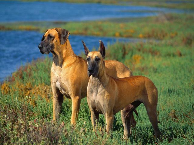 dog_076