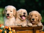dog_078