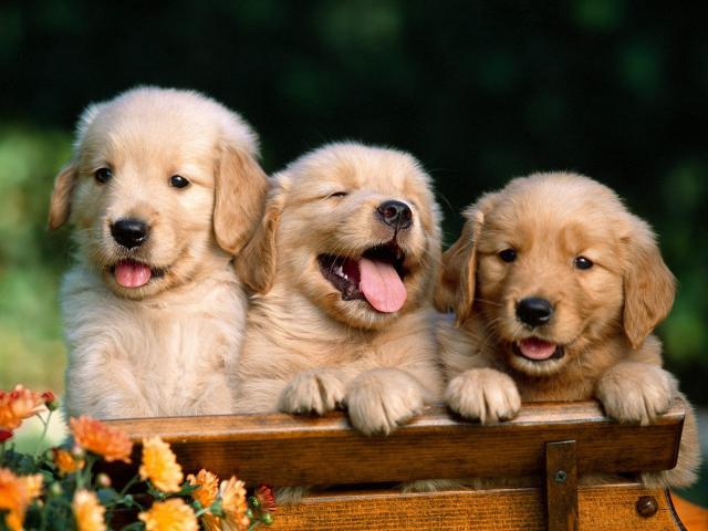 dog_078