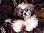 dog_080