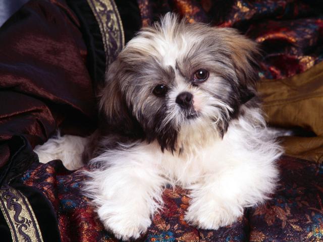 dog_080