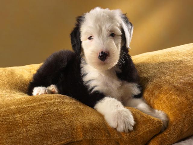 dog_090