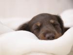 dog_096