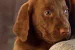 dog_097