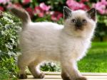 cat_36