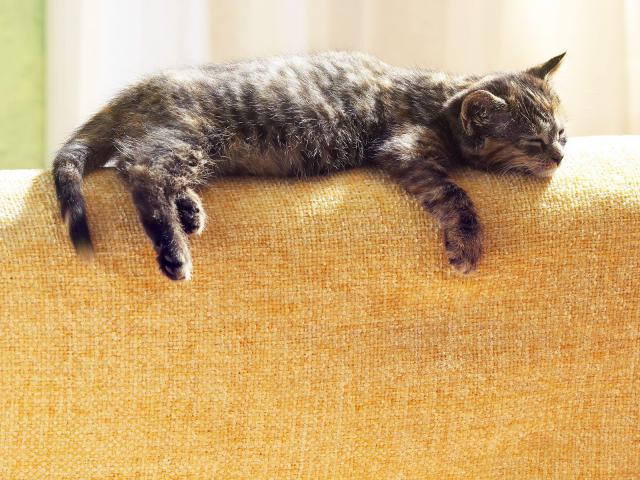 cat_38