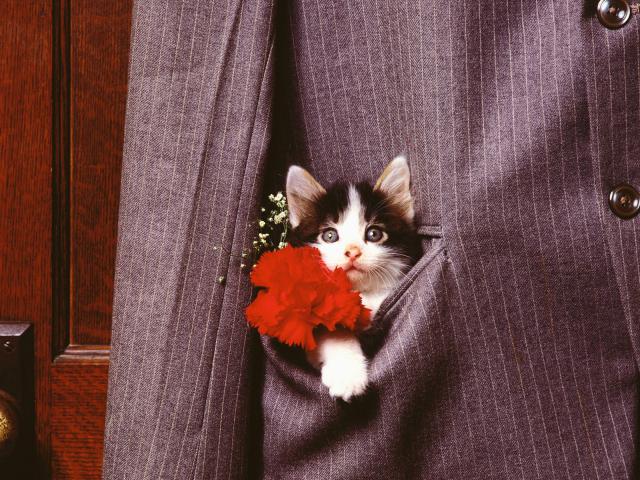 cat_41