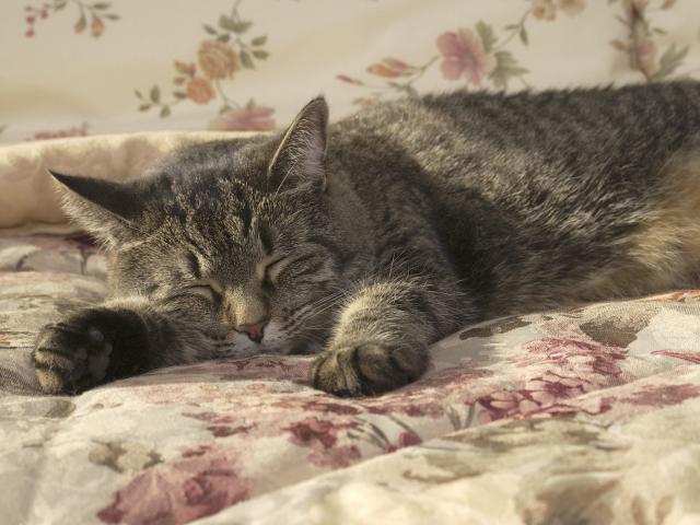 cat_43