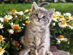 cat_44