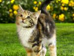 cat_47