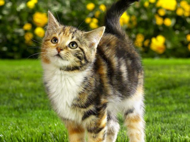 cat_47