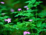 windows_vista_54