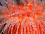 ocean-life-002