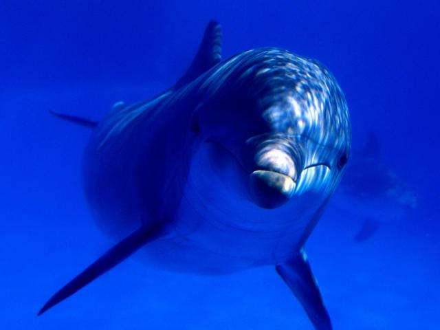 ocean-life-004