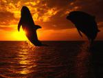ocean-life-005