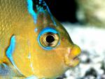 ocean-life-006