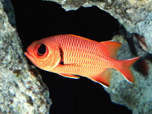 ocean-life-011