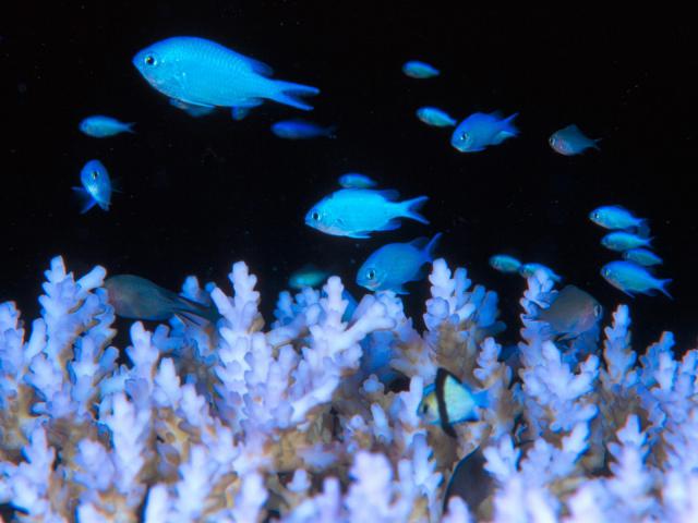 ocean-life-012