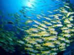 ocean-life-014