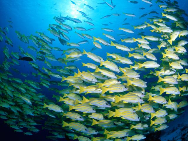 ocean-life-014
