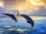 ocean-life-015