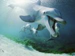 ocean-life-016