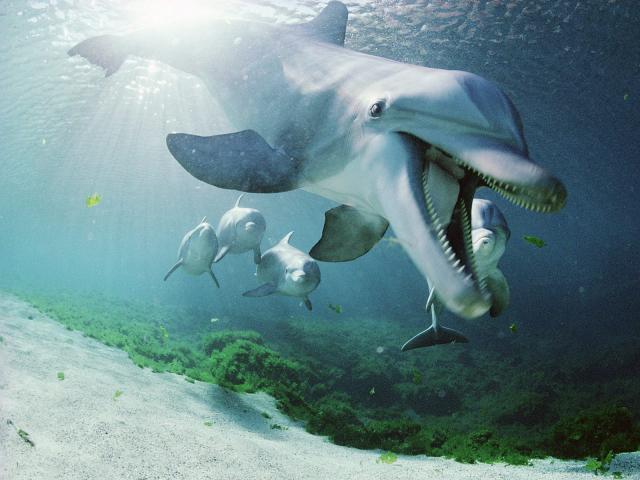 ocean-life-016