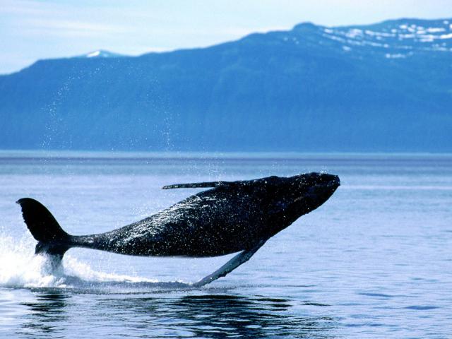 ocean-life-017