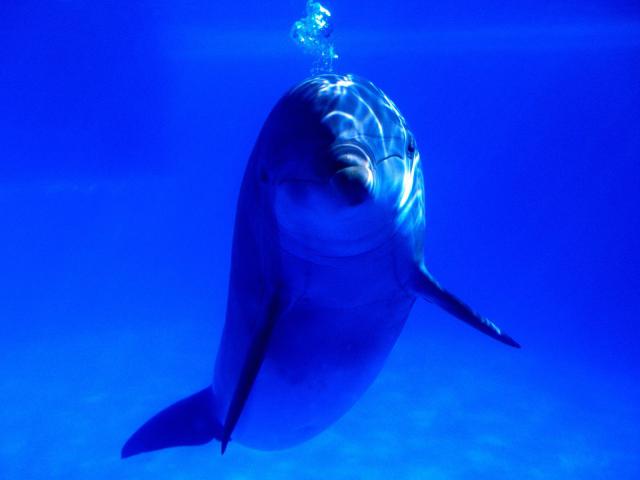 ocean-life-018