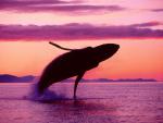 ocean-life-023