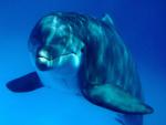 ocean-life-024