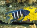 ocean-life-028