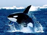 ocean-life-030