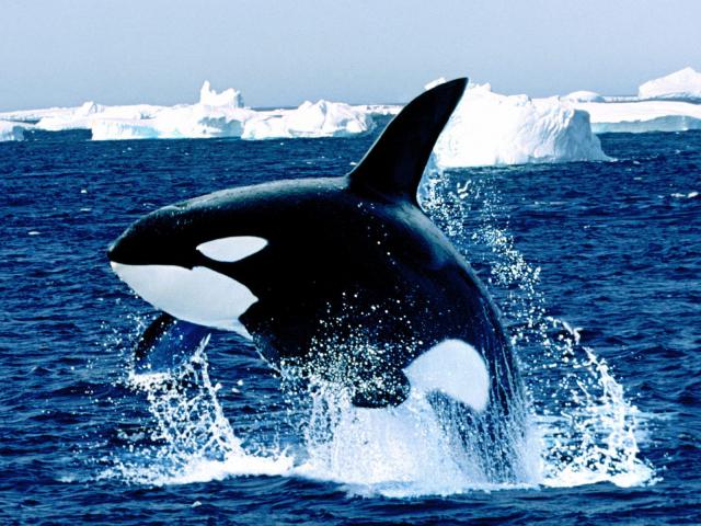 ocean-life-030