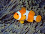 ocean-life-031