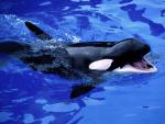 ocean-life-032