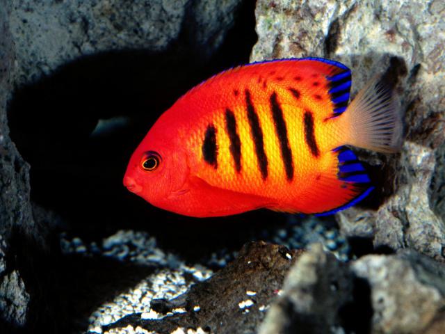 ocean-life-034