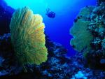 ocean-life-037