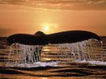 ocean-life-041
