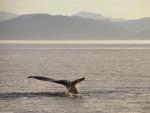 ocean-life-042
