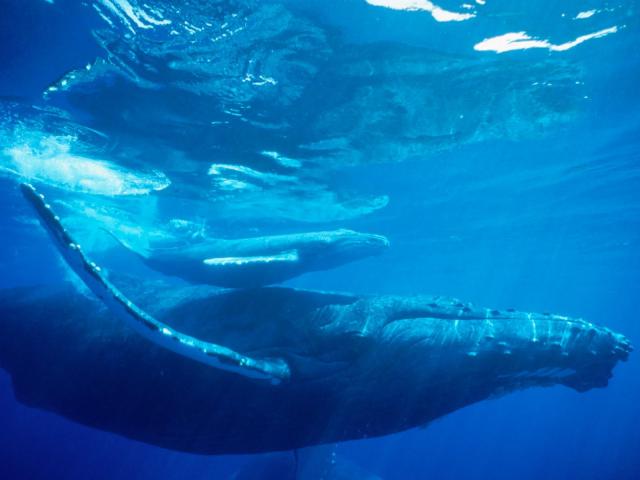 ocean-life-044