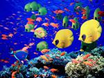 ocean-life-050