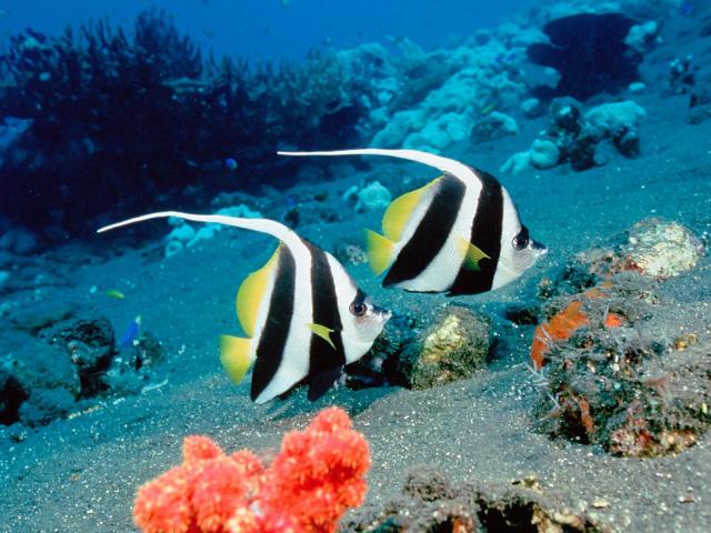 ocean-life-052