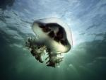 ocean-life-054