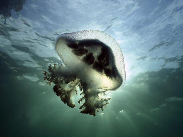 ocean-life-054