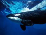 ocean-life-058
