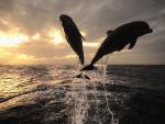 ocean-life-060