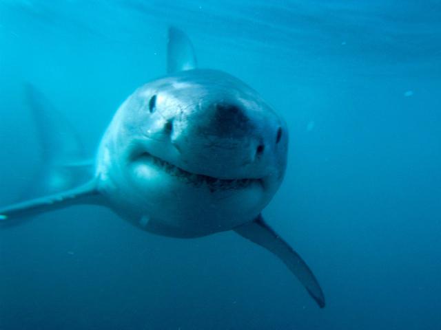 ocean-life-065